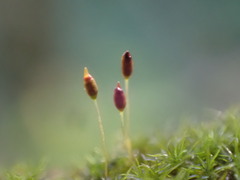 Gymnostomum aeruginosum