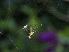 Leucauge decorata