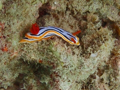 Chromodoris colemani