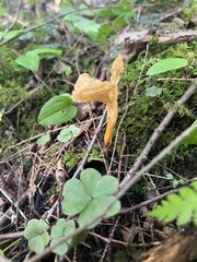 Craterellus ignicolor