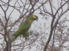 Amazona aestiva