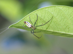 Leucauge decorata