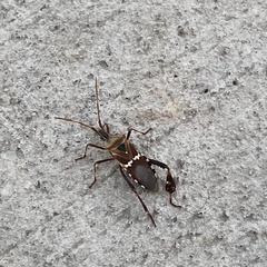 Leptoglossus clypealis