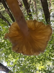 Craterellus ignicolor