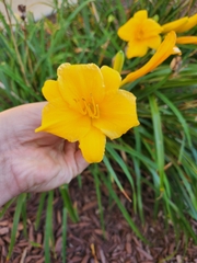 Hemerocallis