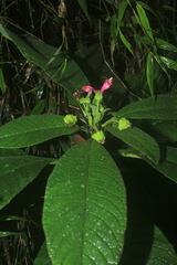 Centropogon cornutus