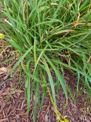 Hemerocallis