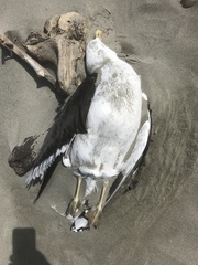 Larus dominicanus dominicanus