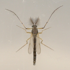 Chironomus