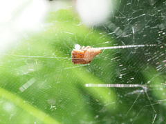 Cyrtophora exanthematica