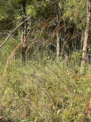 Sorghastrum elliottii