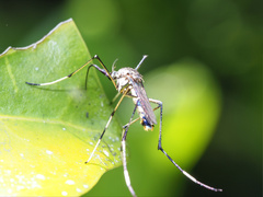 Toxorhynchites speciosus