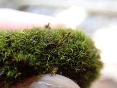 Gymnostomum aeruginosum