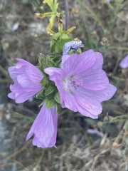Malva alcea