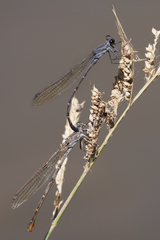 Argia lugens