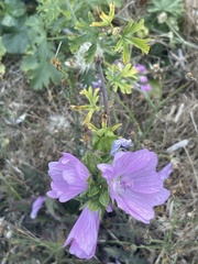 Malva alcea