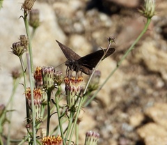 Erynnis