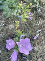 Malva alcea