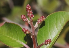 Rhus integrifolia × ovata