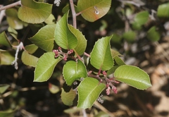 Rhus integrifolia × ovata