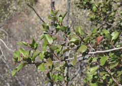 Rhus integrifolia × ovata