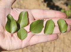 Rhus integrifolia × ovata