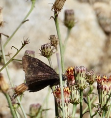 Erynnis