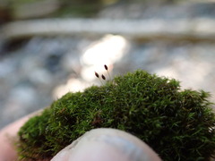 Gymnostomum aeruginosum