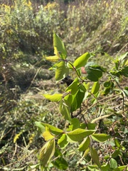 Symphoricarpos orbiculatus