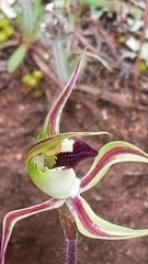 Caladenia stricta