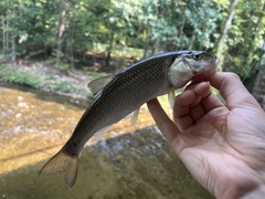 Semotilus corporalis