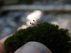 Gymnostomum aeruginosum