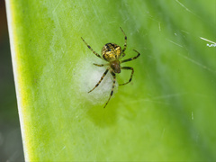 Araneus albotriangulus