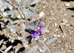 Burnsius communis