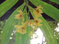 Cycnoches warscewiczii