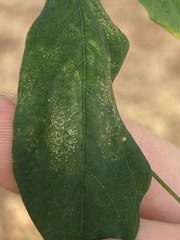 Macrosaccus robiniella