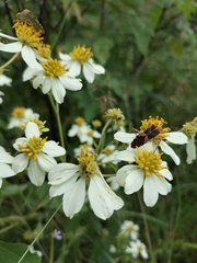Montanoa