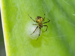 Araneus albotriangulus
