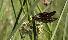 Panoquina panoquin