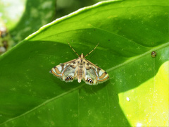 Margarosticha repetitalis