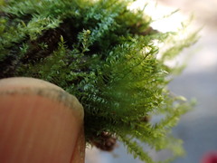 Pseudotaxiphyllum elegans