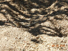 Uta stansburiana elegans