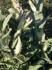 Asclepias speciosa