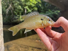 Lepomis auritus