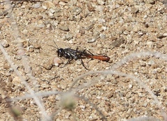 Ammophila