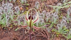 Caladenia stricta