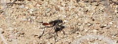 Ammophila