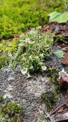 Cladonia chlorophaea