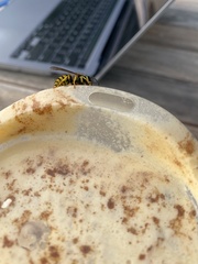Vespula