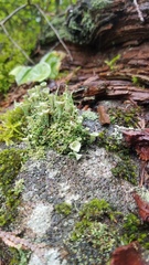 Cladonia chlorophaea